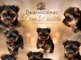 TINY MINI MINIATURE BOY YORKIE RKC REGISTERED