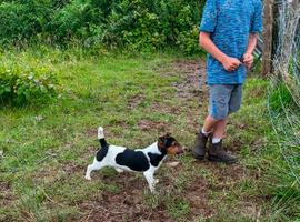 Jack Russel male