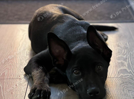 German shepherd x staffy