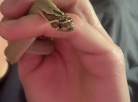 Super conda western hog nose