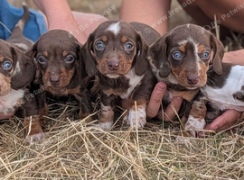 Dachshund puppies