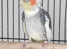 Cockatiel with cage and lots of accessories for sale