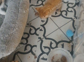 Kittens
