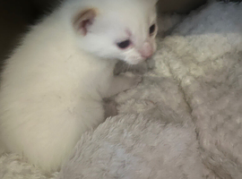 Beautiful kittens