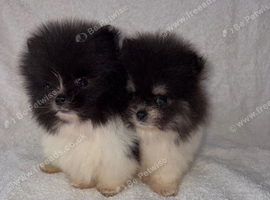 Pomeranian puppies