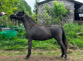 AMHA yearling filly
