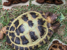 Miniature Russian tortoise and setup/enclosure
