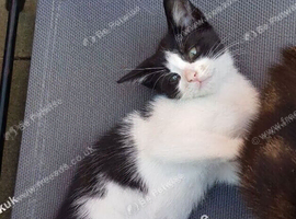 Sweet 3‑month boy kitten &ndash; ready for her new home.