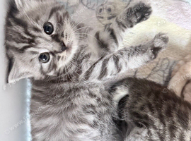 4 amazing kittens available