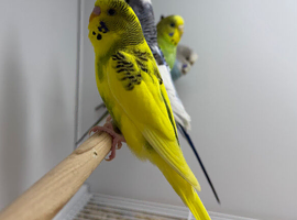Budgies