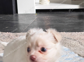 Chihuahua puppies