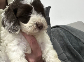 3 x F1b cockapoo puppies still available (ready May)