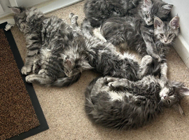 Maincoones Kittens
