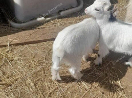 Pygmy goat kids for sale 12 weeks old