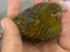 Canary