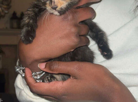 2 beautiful 9 weeks old kittens for sale
