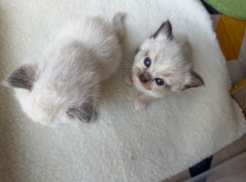 Gorgeous 5 kittens