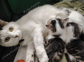 Two adorable domestic shorthair kittens