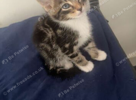 Female kitten ready now.