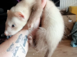 6 hobs baby ferrets