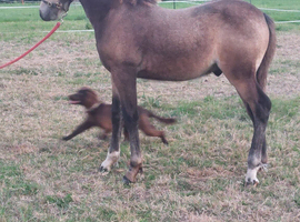 For sale at weening in December
