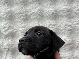 9 Weeks Old Staffy Pups