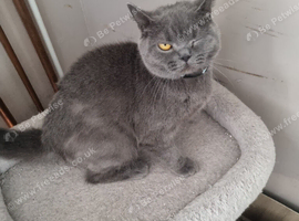 British Shorthair 3years old.