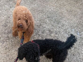 Miniature labradoodles
