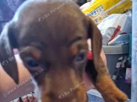 Mini dachshund puppy