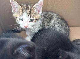 Kittens looking for there forever home