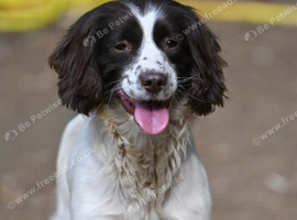 KC Registered Springer spaniel female
