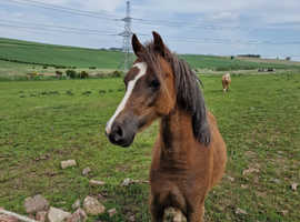 stunning sooty palomino pony
