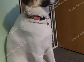 Anatolian shepherd cross collie