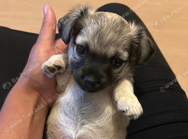 Chihuahua cross