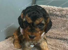 Cockapoo puppies for sale