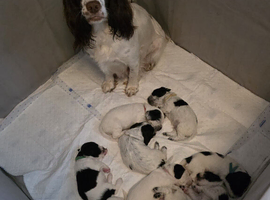 Sprocker spanel for sale