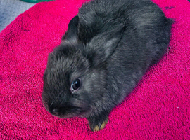 Netherland dwarf