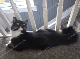 Two female cats