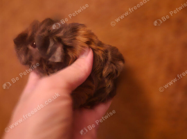 Lunkarya x Abyssinian guinea pigs