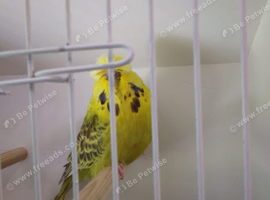 Budgie for sale