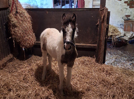Black and white cob filly foal