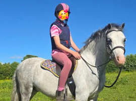 Registered section A gelding