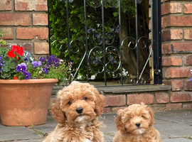Beautiful Cavapoochon Puppies &ndash; Ready Now