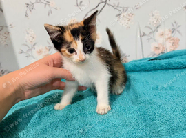 2 female kittens left
