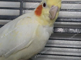 Proven Pair of Cockatiels