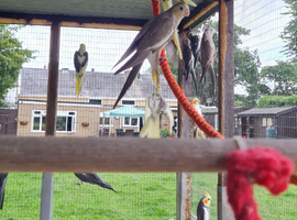 Baby cockatiels