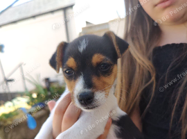 One left! Gorgeous Pedigree Jack Russell Puppies