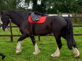 Gorgeous Shire Gelding  For Sale