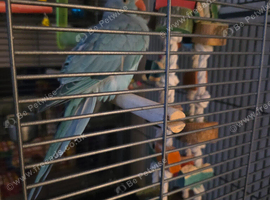 Female Indian ring neck