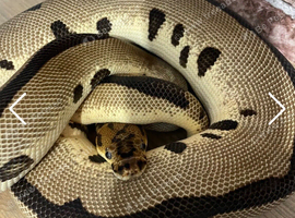 Batman Enchi Royal Python (read description)